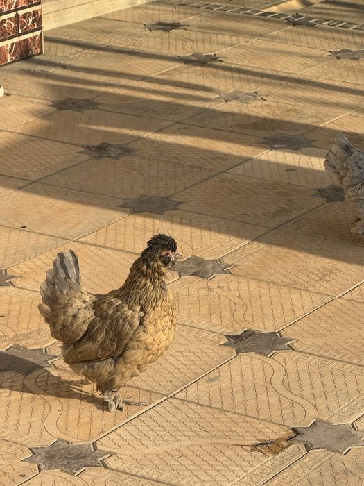 yapon tovuqlari sotiladi