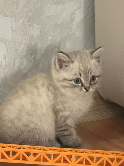 Отдам котят даром