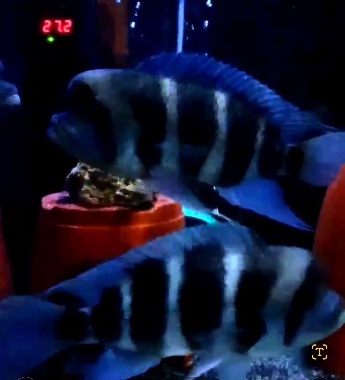 Продам мальков Cyphotilapia Frontoza Nort blue.