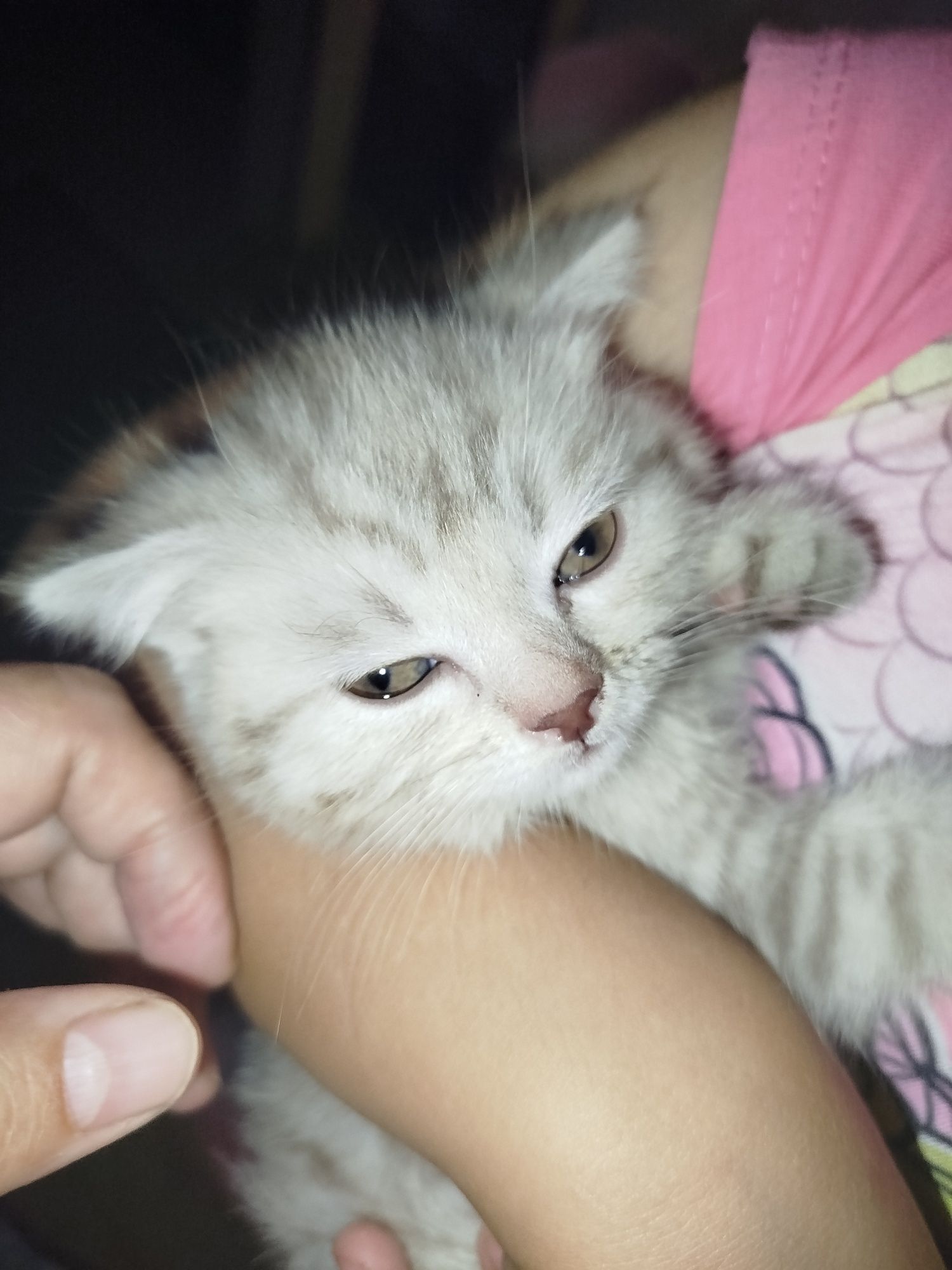 Котята чистокровные