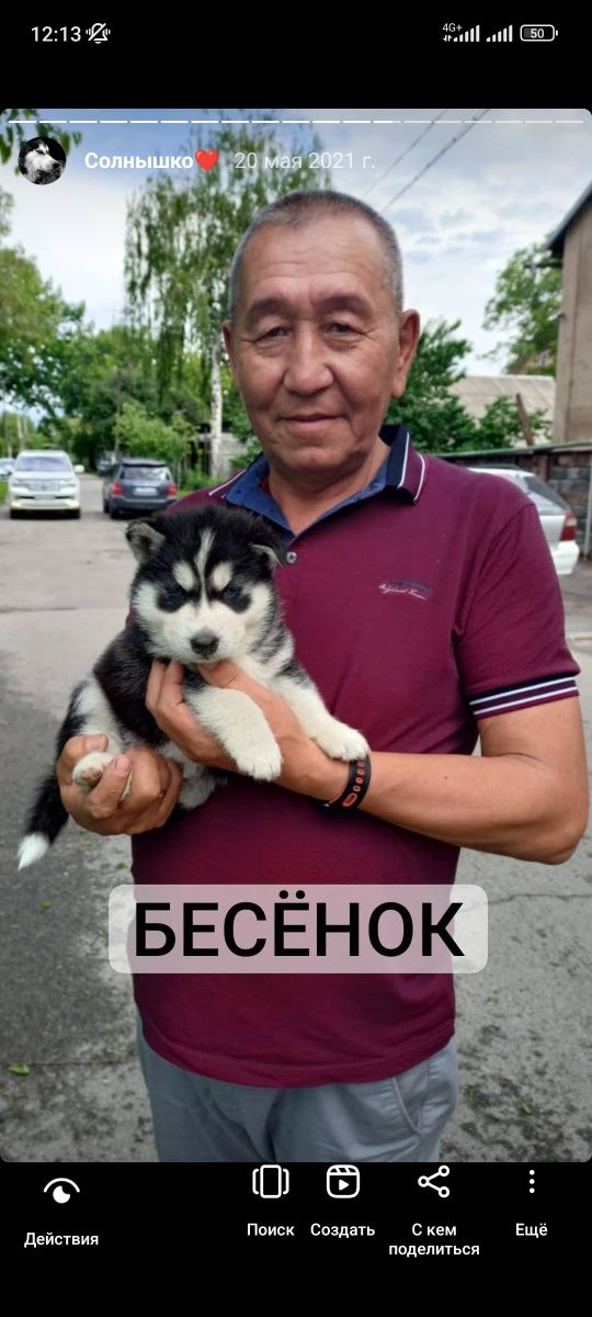 Хаски на вязку, кобель