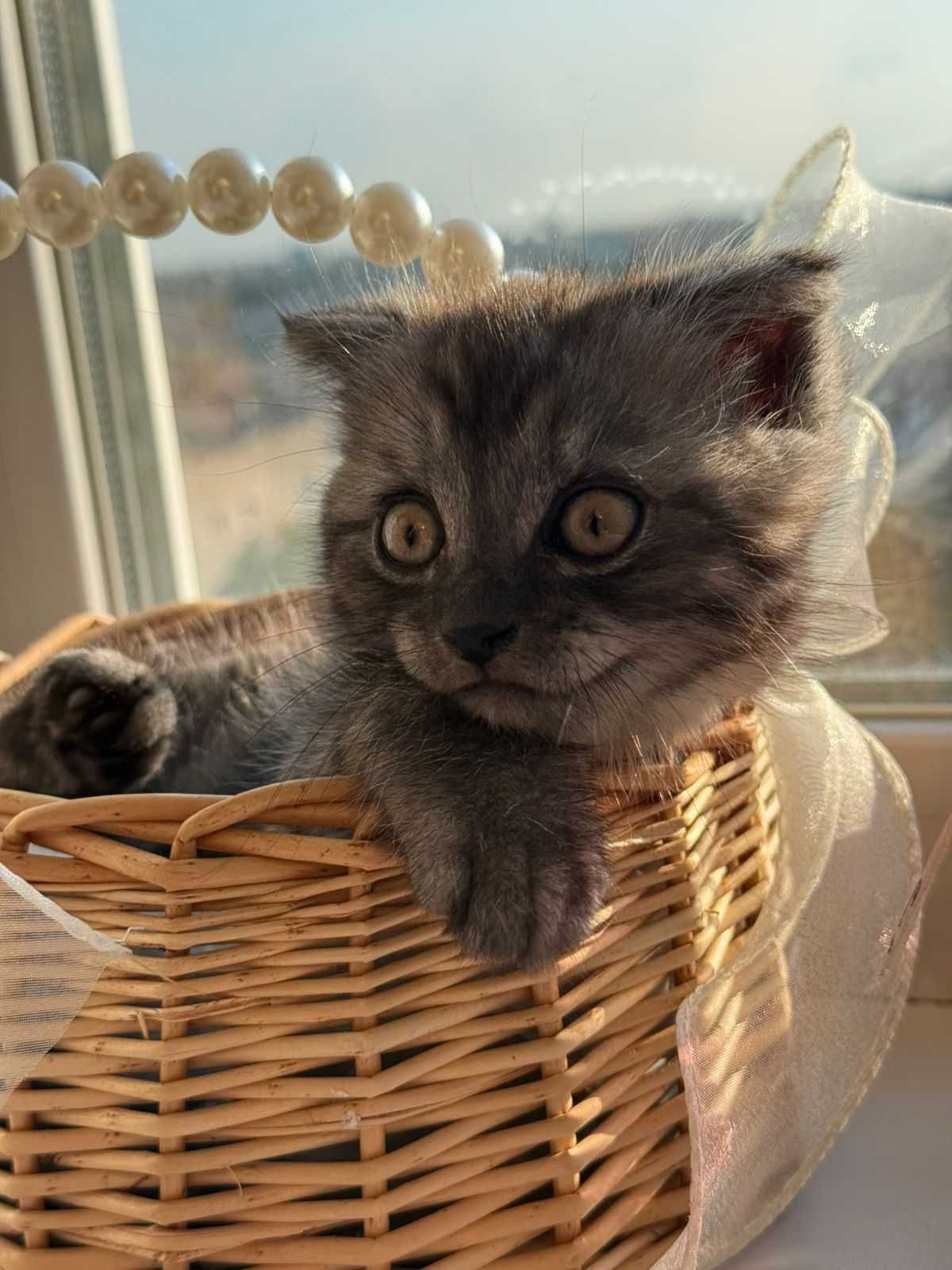 Продам котенка Вислоухий