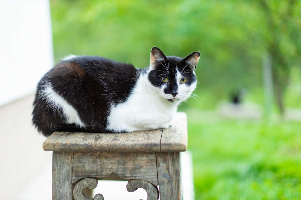 Obiectiv Canon EF 50mm f1.2 L USM