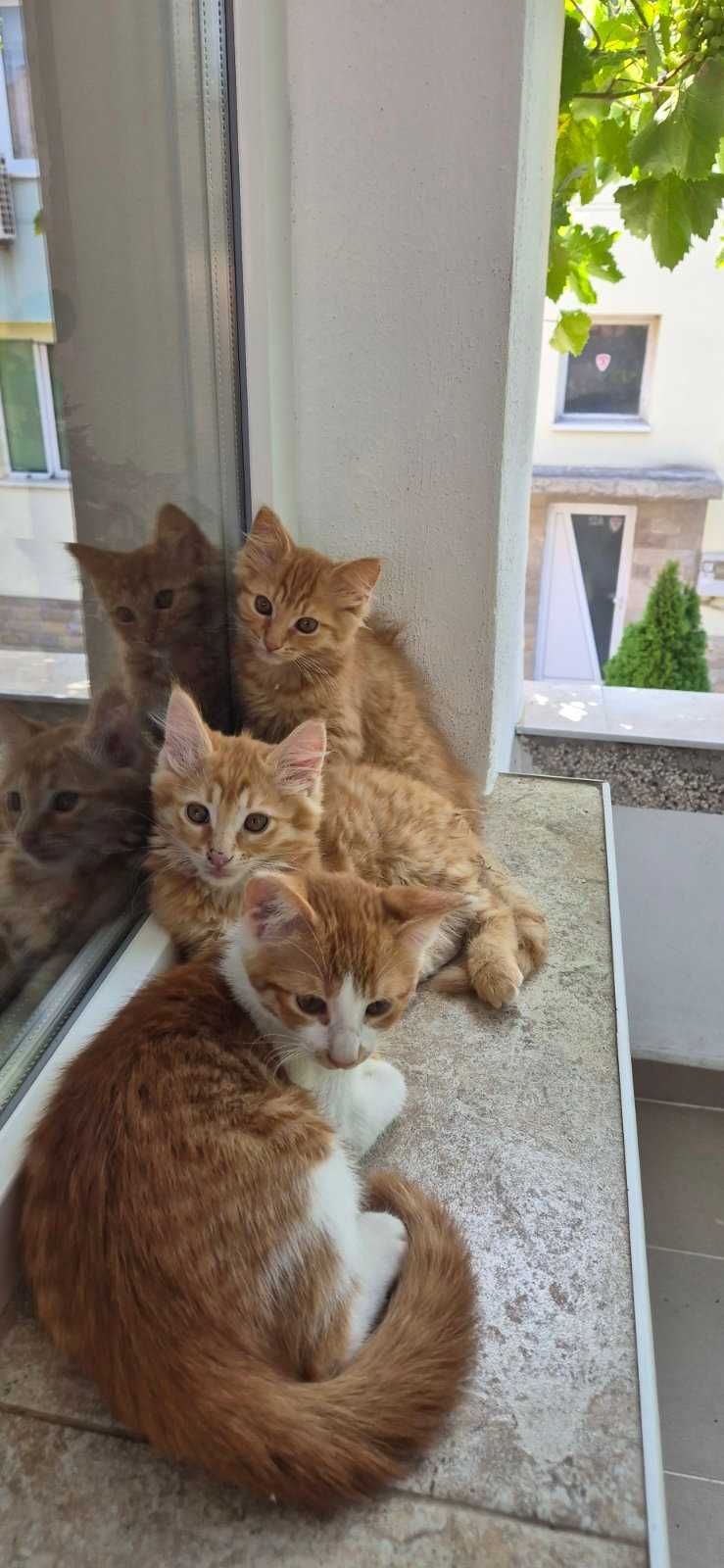 Подарявам домашни котенца
