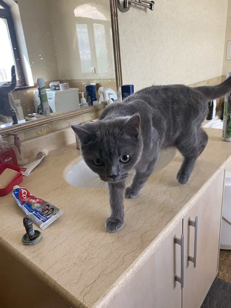 Котенок британец