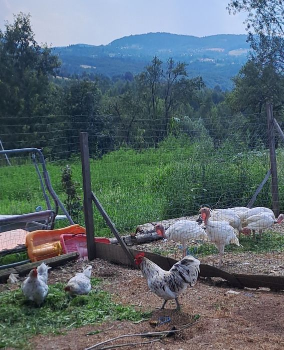Oferta australorp splash