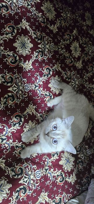 кошка британские