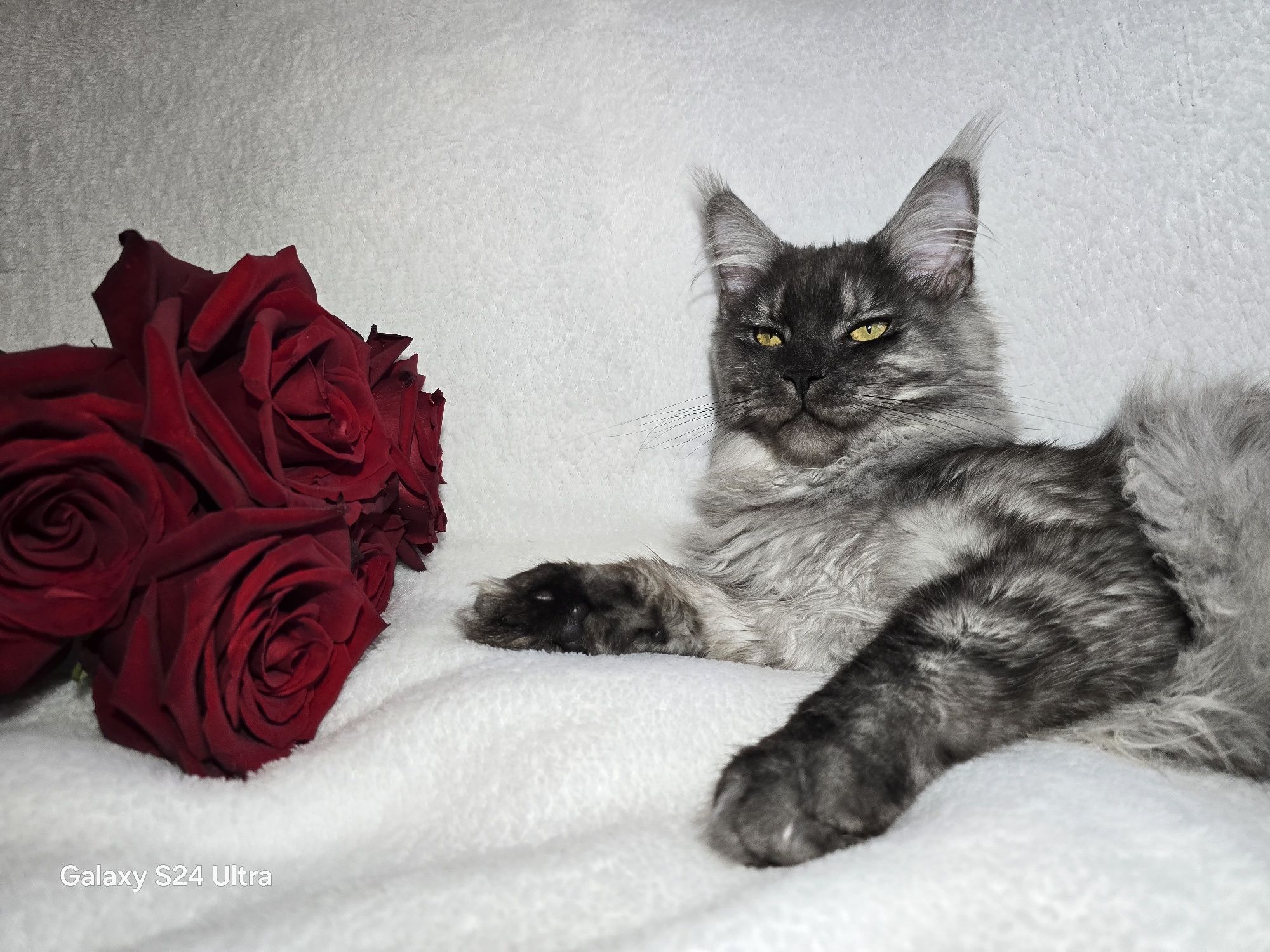 Мейн Куун котенца