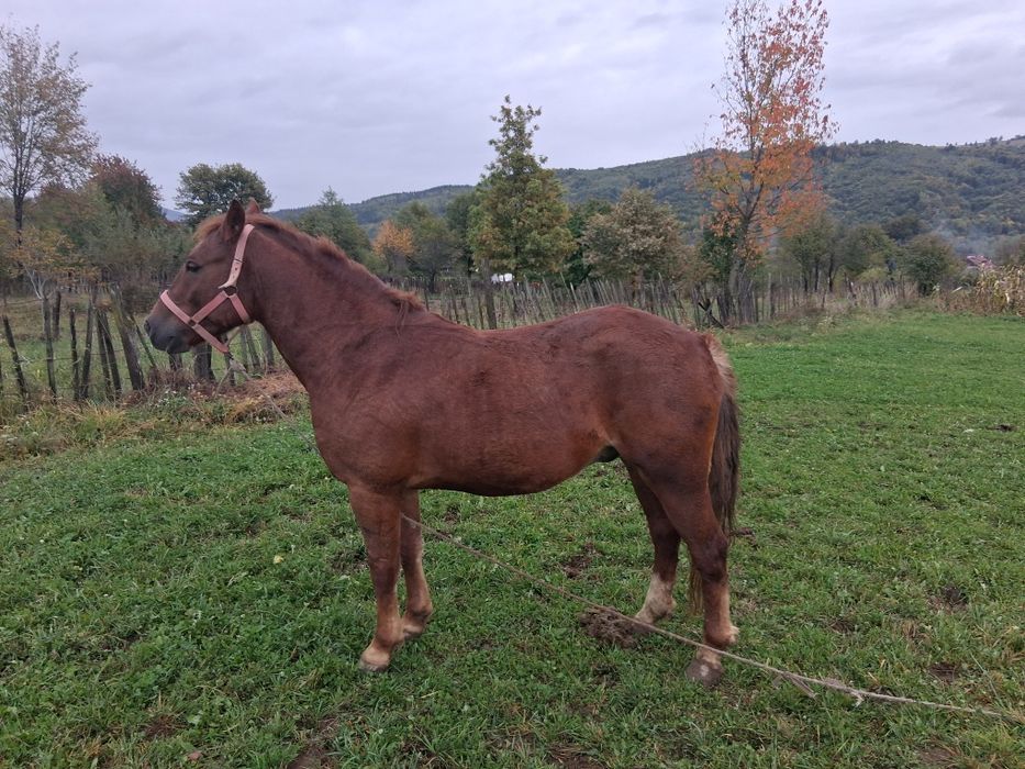 Vând cal cuminte,castrat