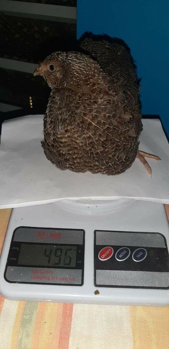 Pui de prepelita si prepelitie outoare.