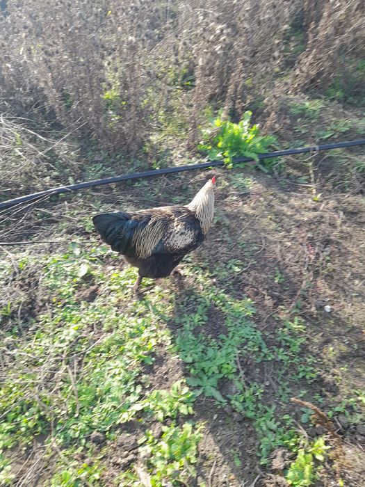 Продавам петлета на 8 месеца