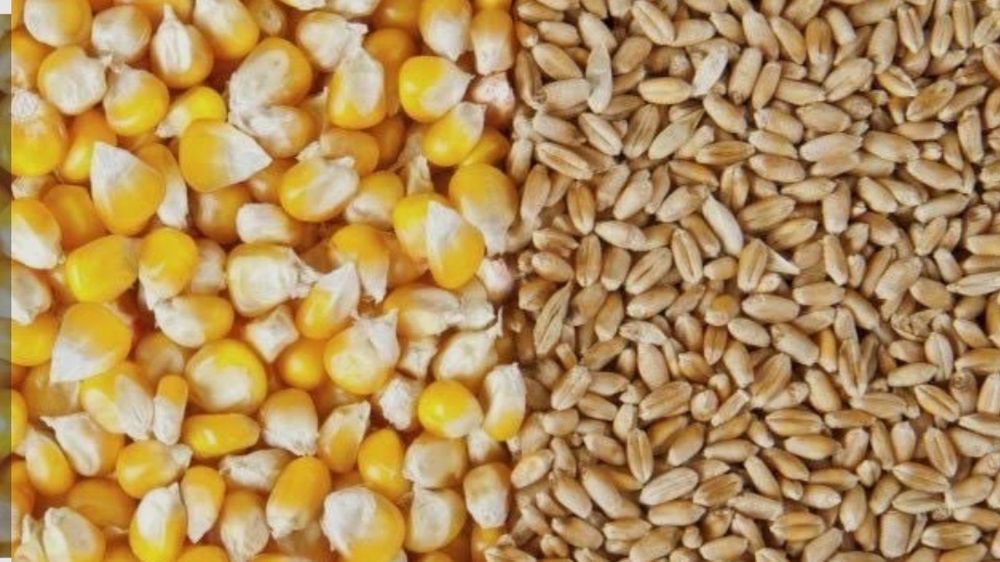 Vând grau și porumb în Albesti Paleologu.