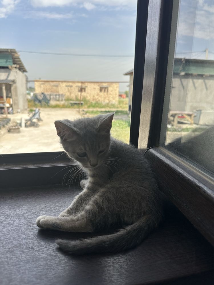 Котенок 3 месяца