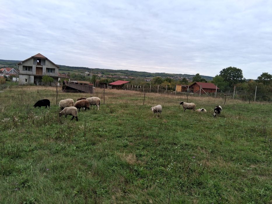 De vânzare  oi și miei