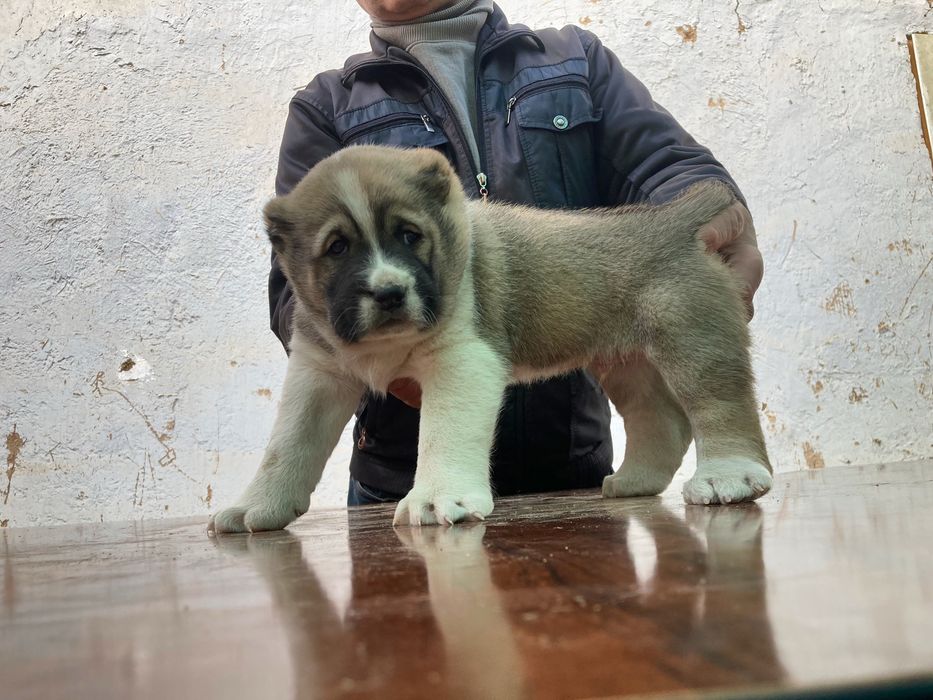 Щенок алабая ( мальчик ) супер гигант