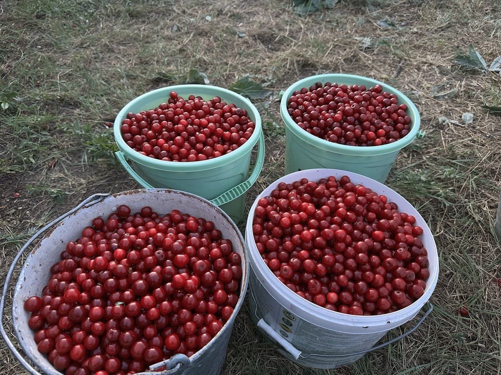Продам вишню, вишня