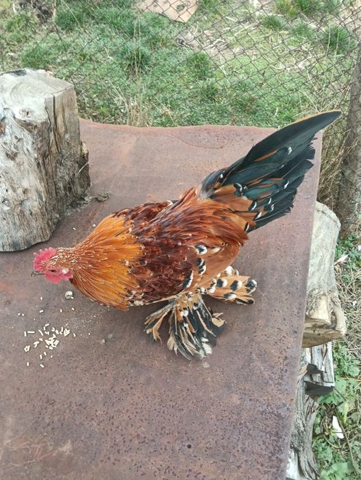 Vând cocoși mii de florii