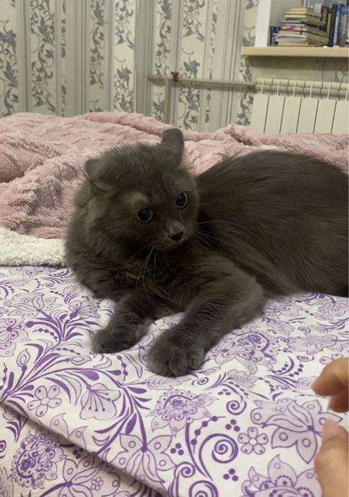 Отдам кошку в добрые руки г.Павлодар