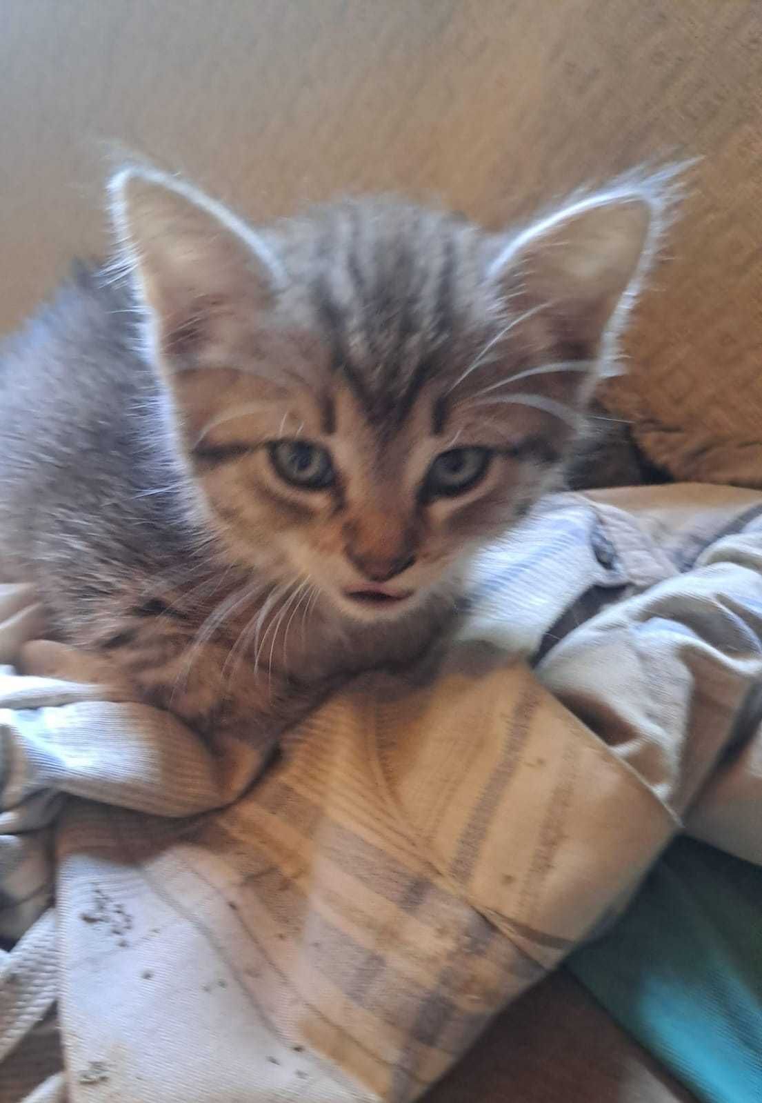 котята в хорошие руки