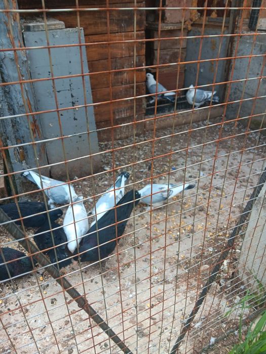 Млади сатинети..