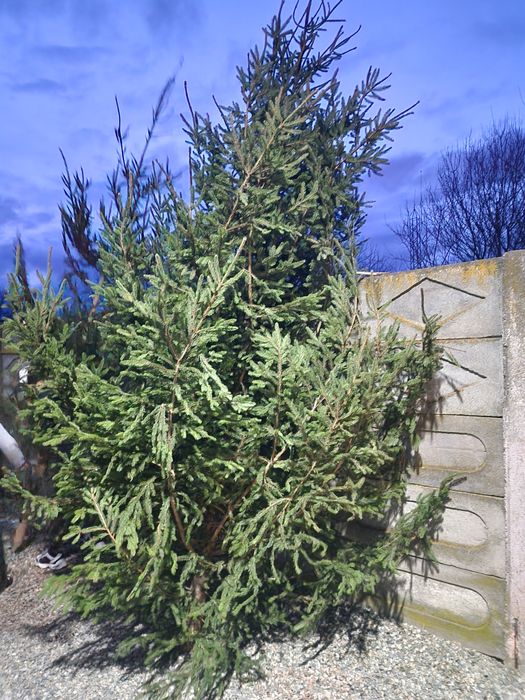 Vând  2 brazi naturali de Crăciun