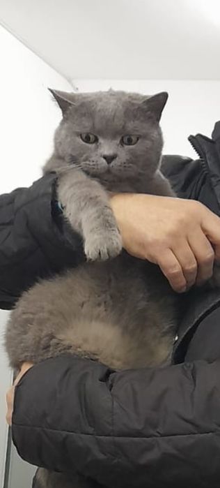 Красивый котик,британской породы