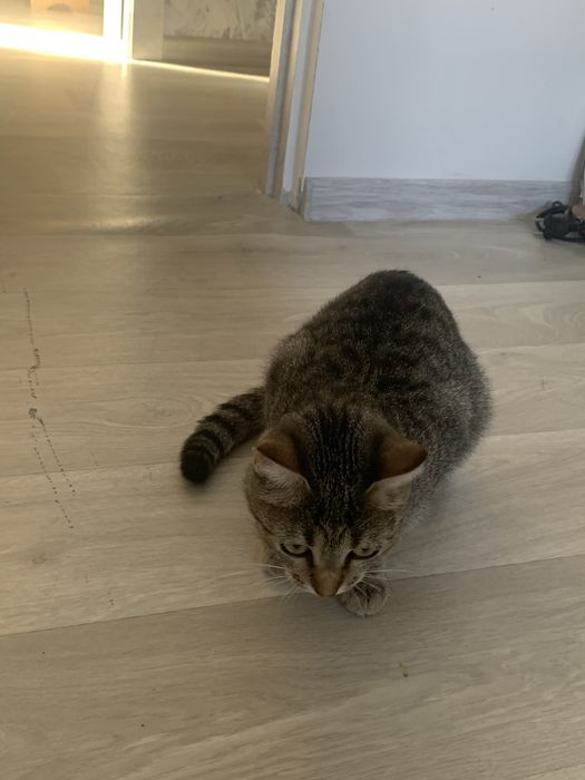 Отдам срочно чистоплотного котенка