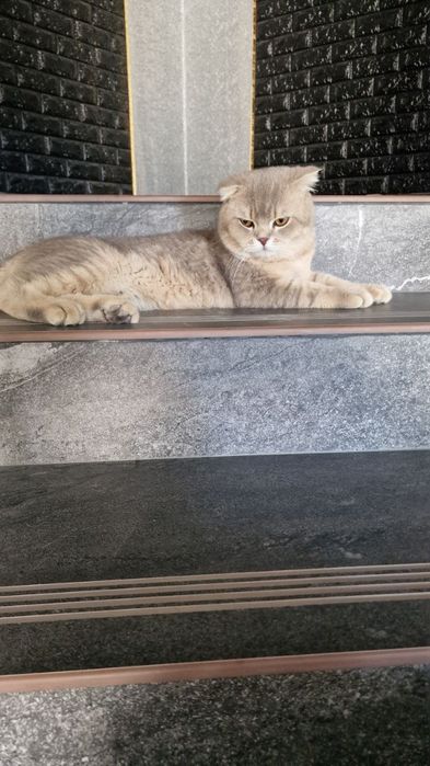 Скоттиш фолд вислоухий шиншила мальчик. Срочно