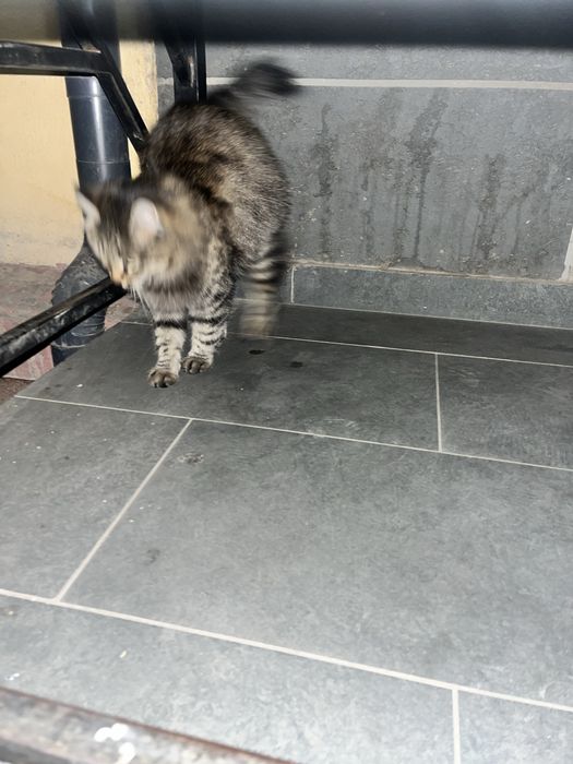 Chiroyli yoqimyoy qiz bola mushuk hadyaga beriladi