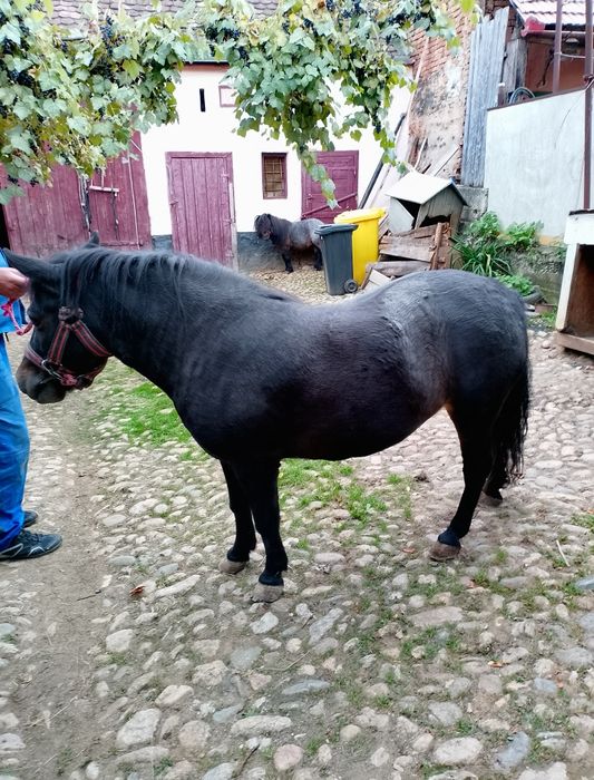 Iapa ponei talie medie
