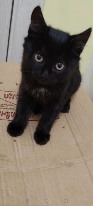 Кошечка. Окрас черный. 3 мес