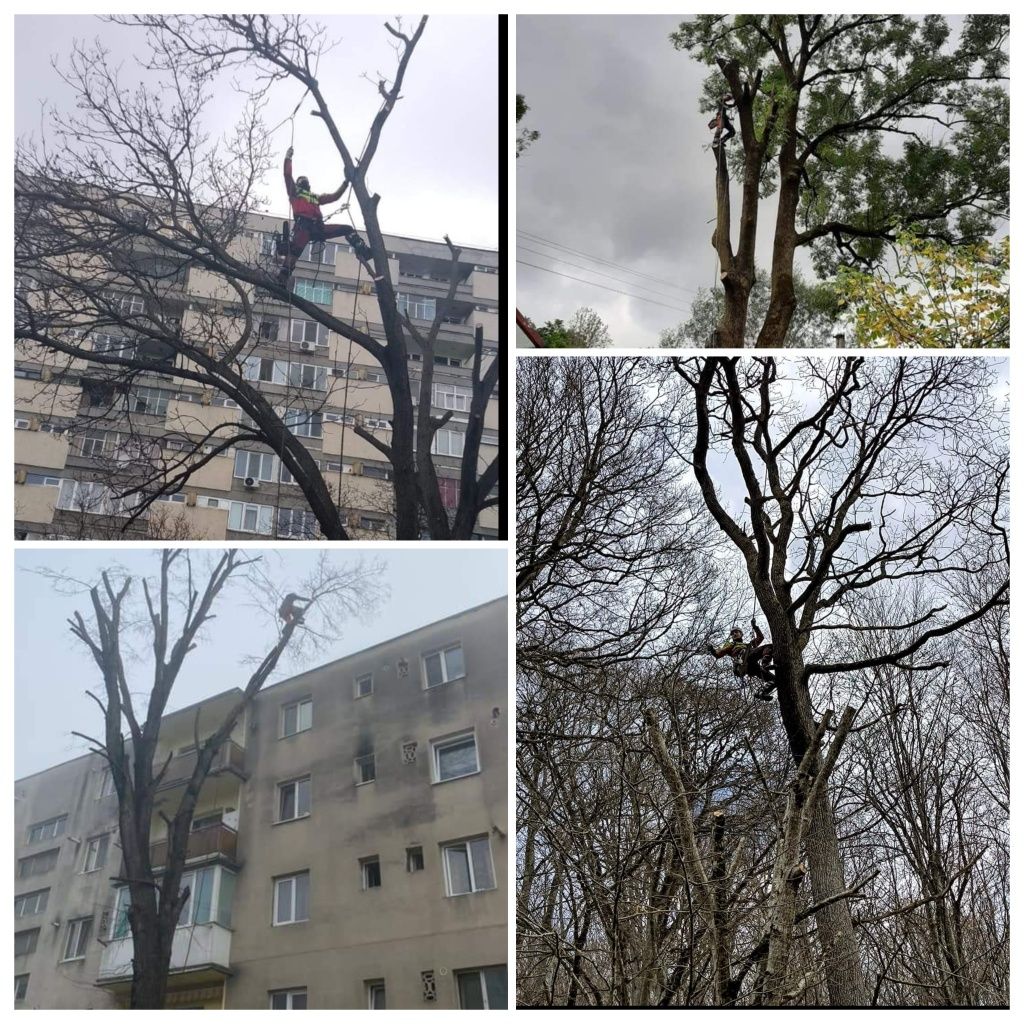 Taiere arbori taiere copaci toaletare arbori toaletare copaci