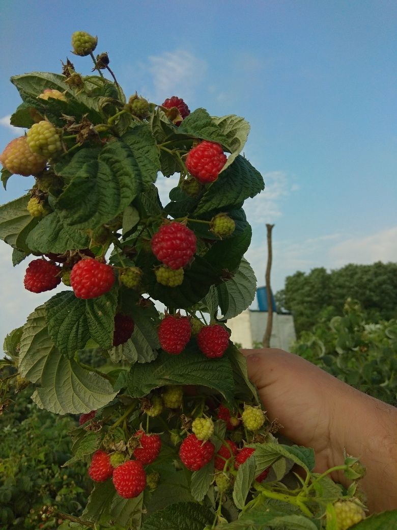 Малина от наща градина