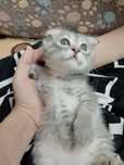 Продаются веслоухие котята