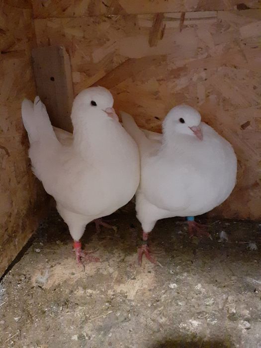 Vand porumbei, de rasa