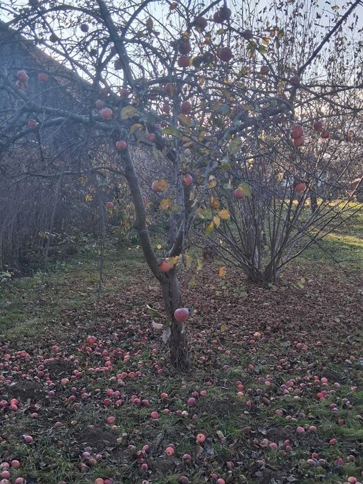 Mere nestropite  pentru consum, suc natural sau țuică