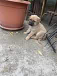 Catelusi spre adoptie