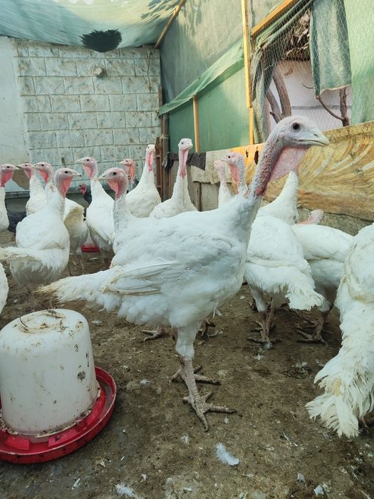 Индюки Биг 6 породы 10шт