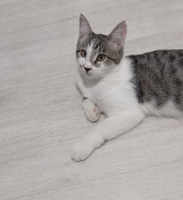 Джентльмен, 5 мес.,обработан, паспорт, лоток +.