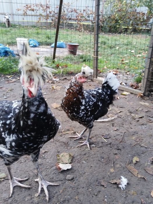 Sandjak 2 găini și 2 cocosi