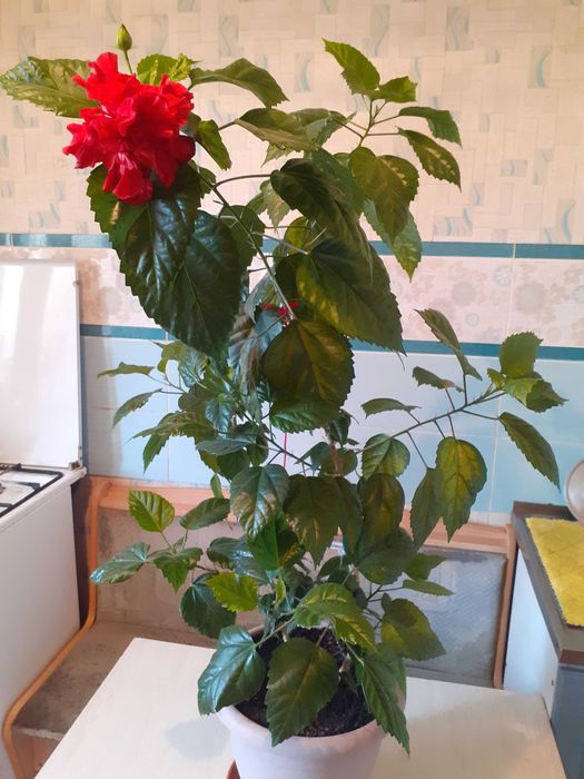 Роза Китайская махровая