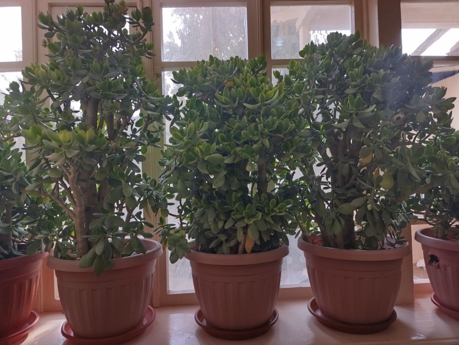 Dollar gullar, Доллар цветы