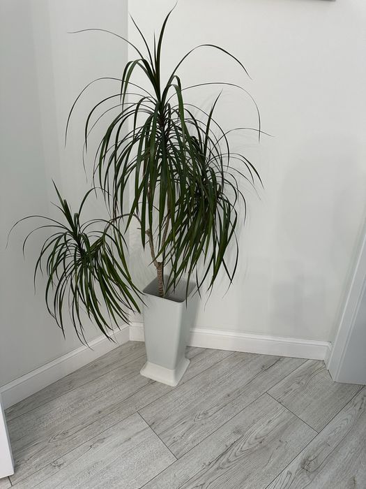 Продам драцену. Высота 155 см. Цена 20 тыс.