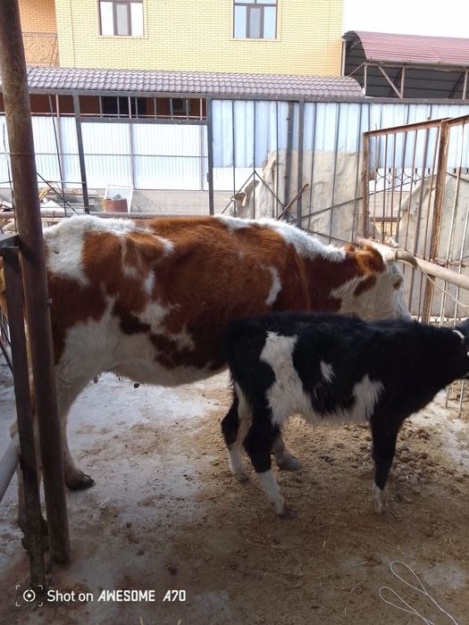 Бузаулы сиыр сатылады.