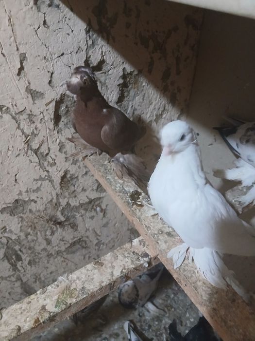 Кабутар сотилади нархини келишамиз