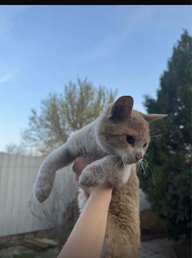 Отдам котят породистых