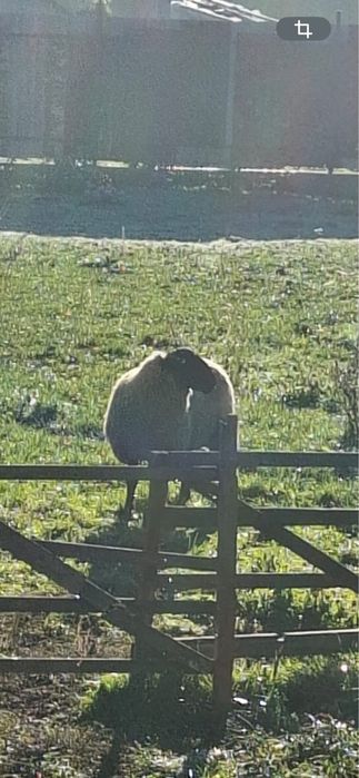 Vand Berbec , Nascut in Februarie