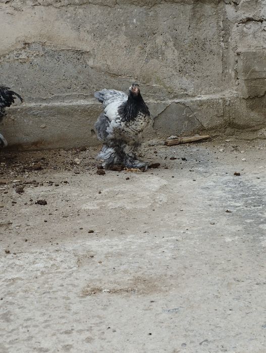 Brama jujalari sotiladi