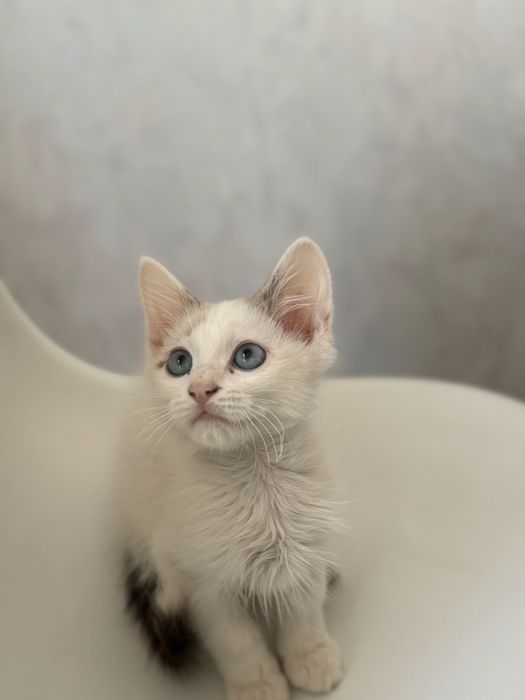 Отдам котят в хорошие руки