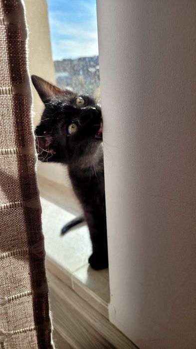 Adopție pui de pisică Iasi